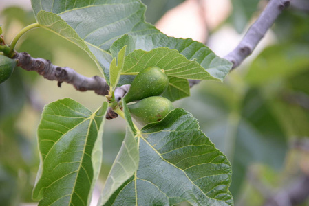 农业 食物 树叶 季节 生长 农场 西班牙 分支 无花果