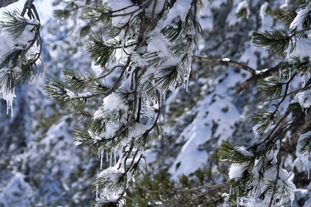 冬天 风景 特写镜头 冰柱 松科 自然 寒冷的 分支 林地