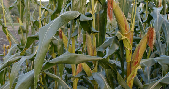 作物 草地 季节 玉米地 农场 领域 成长 自然 植物 国家