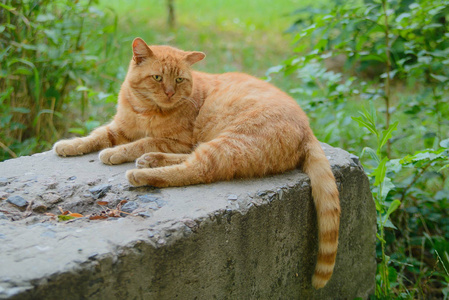 猫科动物 宠物 可爱极了 花园 可爱的 眼睛 毛皮 面对