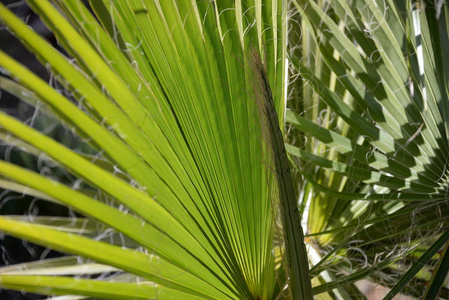 西班牙 生长 植物 花园 森林 树叶 植物区系 棕榈 夏天