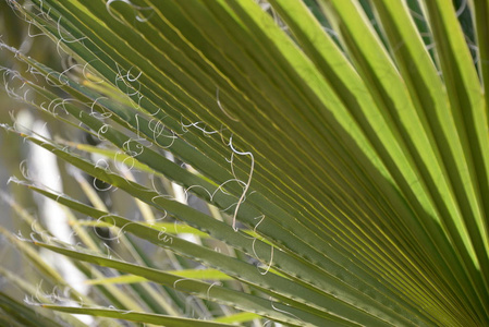 自然 环境 夏天 美丽的 颜色 植物区系 棕榈 西班牙 生长