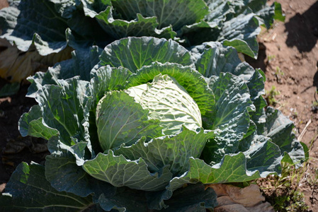 自然 素食主义者 营养 生长 作物 食物 成长 蔬菜 甘蓝