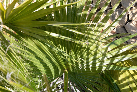 植物学 花园 植物区系 树叶 旅行 夏天 棕榈 分支 植物