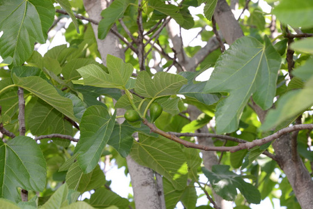 树叶 植物 无花果 花园 颜色 植物区系 春天 特写镜头