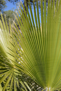 颜色 海滩 旅游业 天堂 西班牙 天空 棕榈 旅行 植物