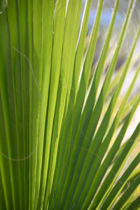 纹理 棕榈 自然 夏天 森林 环境 春天 花园 颜色 特写镜头