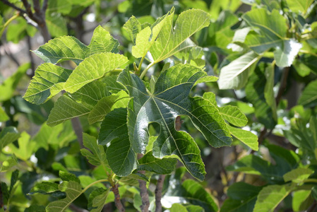 西班牙 自然 特写镜头 无花果 花园 夏天 植物 季节 分支