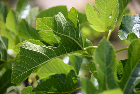 西班牙 颜色 季节 分支 无花果 夏天 生长 植物区系 春天