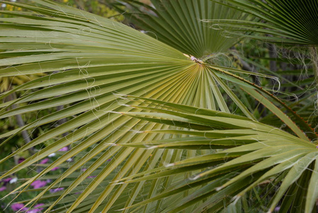 树叶 夏天 西班牙 生长 自然 植物区系 特写镜头 环境