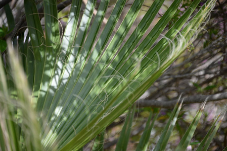 春天 分支 自然 棕榈 生长 植物 西班牙 特写镜头 夏天