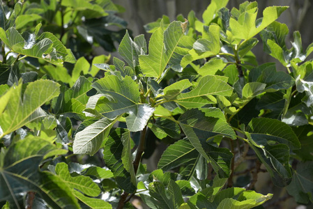 领域 作物 季节 农业 无花果 特写镜头 树叶 食物 自然