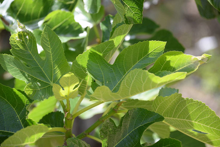 夏天 无花果 农业 花园 季节 分支 树叶 春天 蔬菜 特写镜头