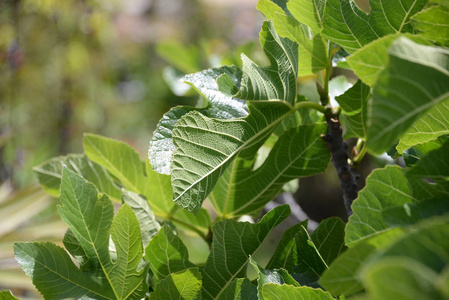 季节 自然 植物区系 花园 无花果 夏天 生长 农业 西班牙