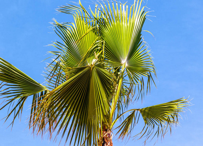 蓝天 树干 树叶 帕尔米拉 塔赫 棕榈