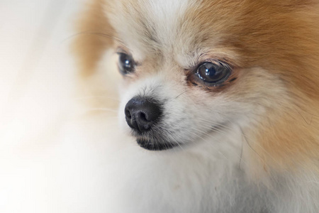 close up head of pomeranian dog cute pets 