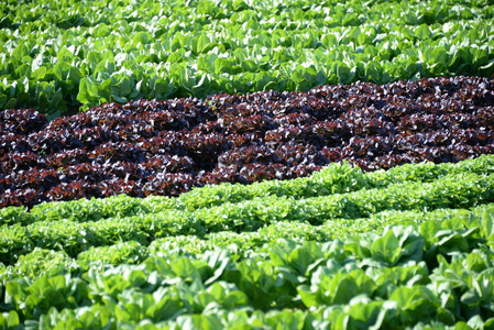 素食主义者 农业 自然 花园 成长 农场 营养 植物 生长