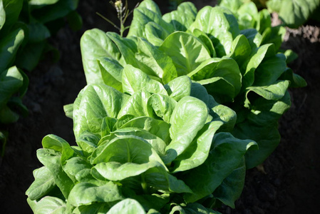 食物 农业 沙拉 营养 蔬菜 树叶 西班牙 领域 夏天 植物