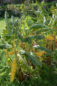 农业 香蕉 植物 食物 水果 丛林 自然 森林 夏天 棕榈