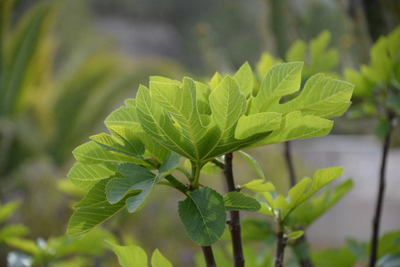 生长 夏天 特写镜头 西班牙 花园 季节 草本植物 食物