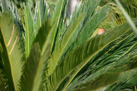 植物区系 花园 分支 森林 环境 特写镜头 美丽的 自然