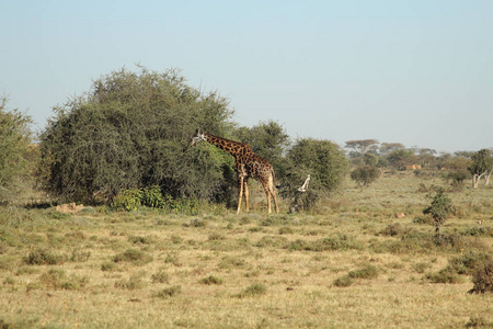 野生动物 长的 食草动物 哺乳动物 非洲 大草原 植物 风景