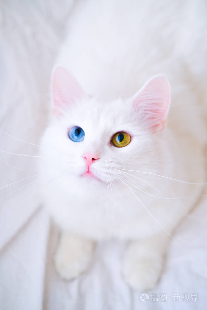 不同颜色眼睛的白猫.土耳其安哥拉.一只蓝绿两色眼睛仰望的小货车.