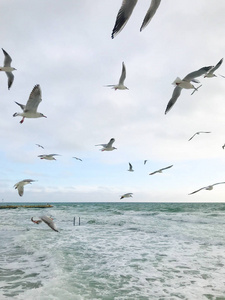 海鸥 空气 航班 野生动物 美丽的 自由的 海洋 天空 自然