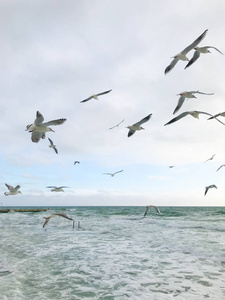航班 自然 野生动物 海岸 羽毛 动物 夏天 海洋 海鸥