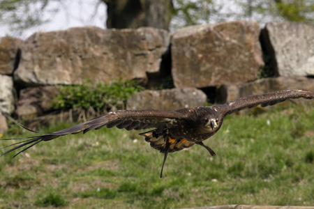 羽毛 捕食者 动物 鸟类学 自由 野生动物 阿奎拉 猎鹰