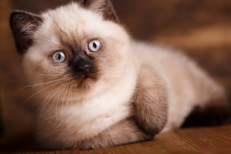 可爱极了 毛茸茸的 奶油 羊毛 漂亮的 有趣的 动物 猫科动物