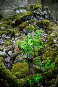 季节 郁郁葱葱 公园 拉脱维亚 树叶 植物 夏天 美女 风景