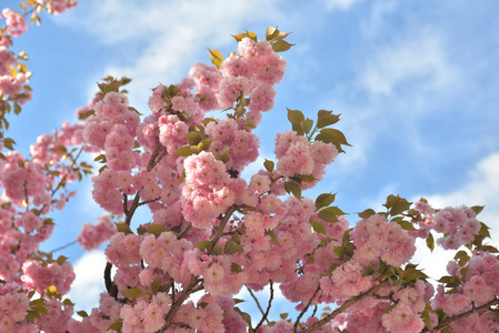樱桃 自然 植物 开花 春天 公园 花园 在里面 粉红色