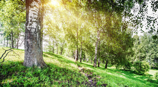 自然 夏天 阳光 生态学 美丽的 风景 日出 森林 射线