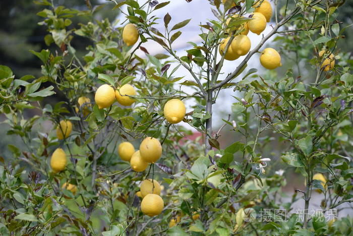 水果 柠檬 西班牙 树叶 酸的