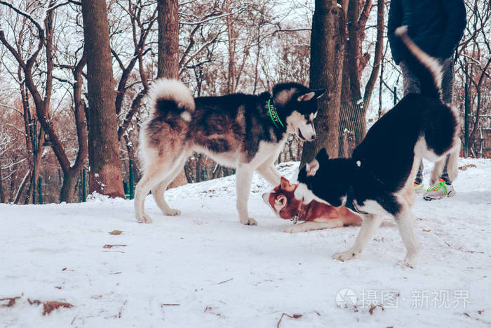 Husky dogs play in the dog park. Animal Games. Rice wool. Black 