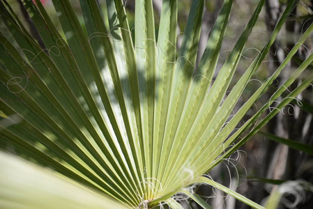 美丽的 棕榈 植物 颜色 纹理 美女 风扇 自然 花园 植物区系