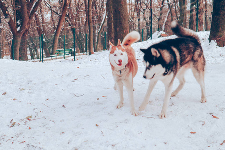 Husky dogs play in the dog park. Animal Games. Rice wool. Black 