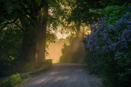 阳光透过薄雾图片