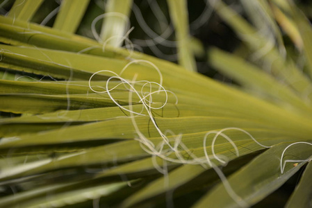 棕榈 特写镜头 电缆 西班牙 自然 电线 纹理 花园 颜色