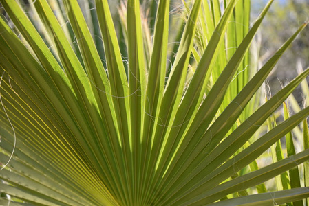 花园 森林 假期 夏天 植物区系 植物 特写镜头 植物学