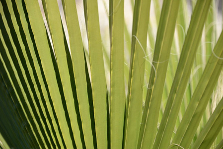 纹理 棕榈 植物学 夏天 森林 特写镜头 植物 生活 颜色