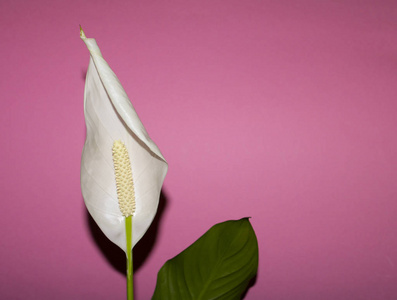 和平 特写镜头 自然 花瓣 花园 白鹤芋 粉红色 美丽的