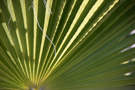 纹理 颜色 棕榈 特写镜头 生长 树叶 环境 植物区系 自然