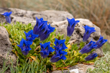 春天 开花 植物区系 自然 盛开 紫罗兰 花园 紫色 龙胆