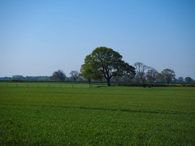 乡村 栽培 季节 春天 农业 作物 草地 领域 英国 场景