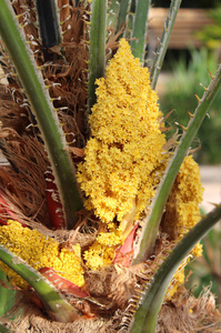 紫果冷杉 花开 生长 棕榈 植物 花园 栽培 苏铁 植物区系