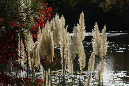 自然 花园 植物区系 羽毛 池塘 植物 谢菲尔德 公园 蕨类植物