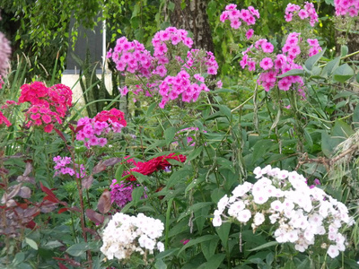 颜色 植被 公园 花园 植物区系 自然 植物