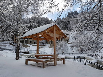 森林 寒冷的 自然 冬天 风景 早晨